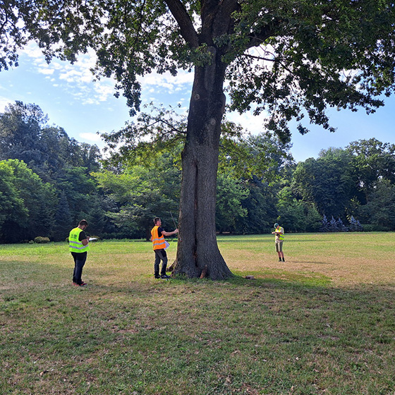 Arborist. Arborist School.