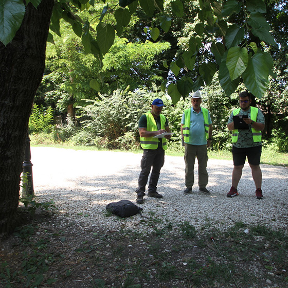 Arborist. Arborist School.