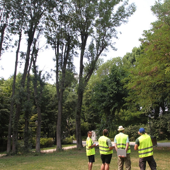 Arborist. Arborist School.