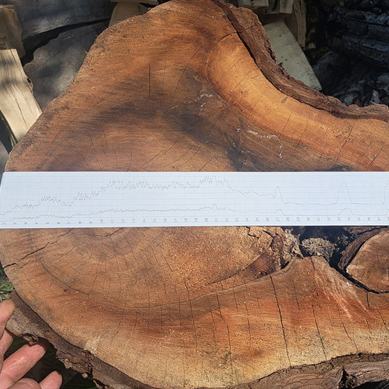 Arborist. Consultanta.