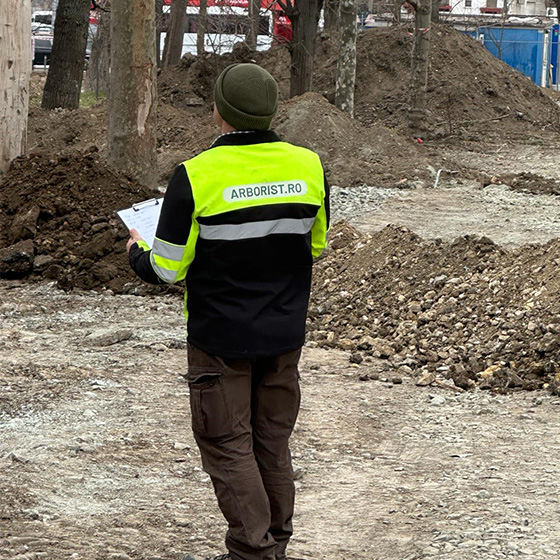 Arborist. Consultanta.