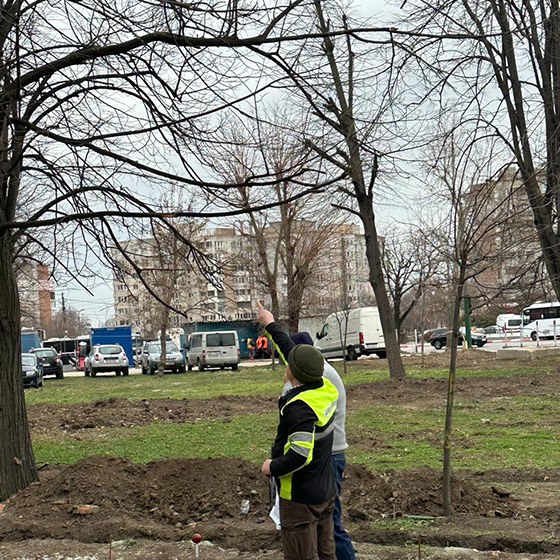 Arborist. Consultanta.