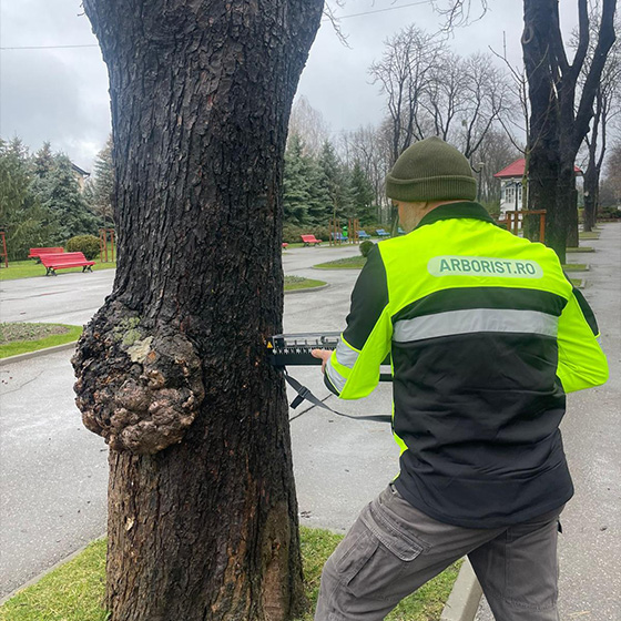 Arborist. Consultanta.