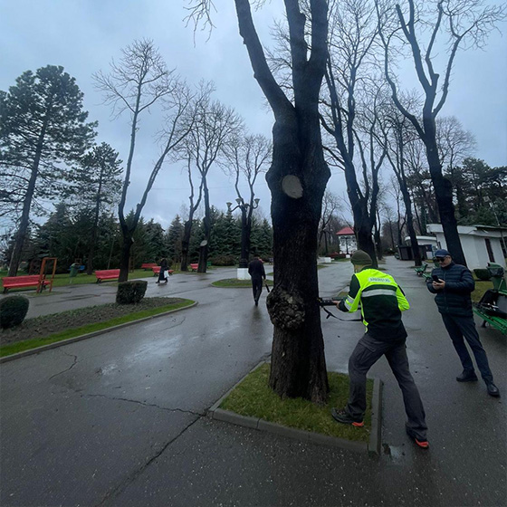 Arborist. Consultanta.
