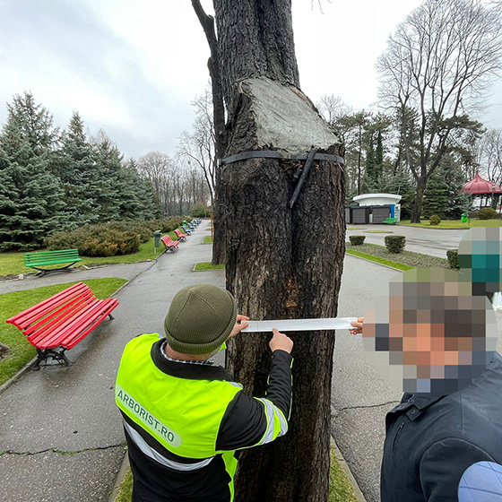 Arborist. Consultanta.