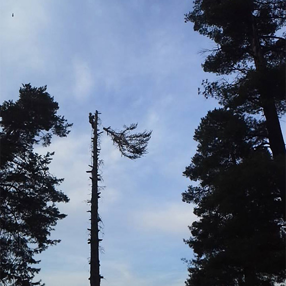 Arborist. Doborari arbori.