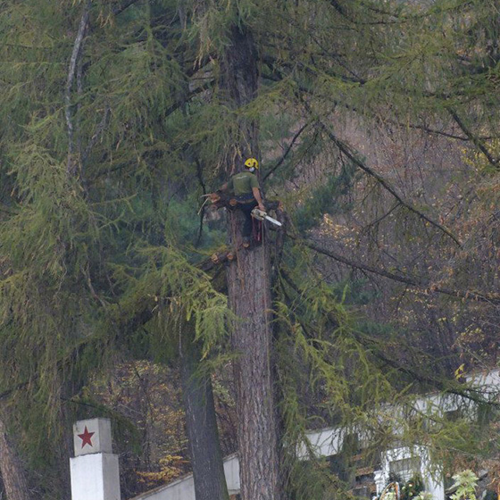 Arborist. Doborari arbori.