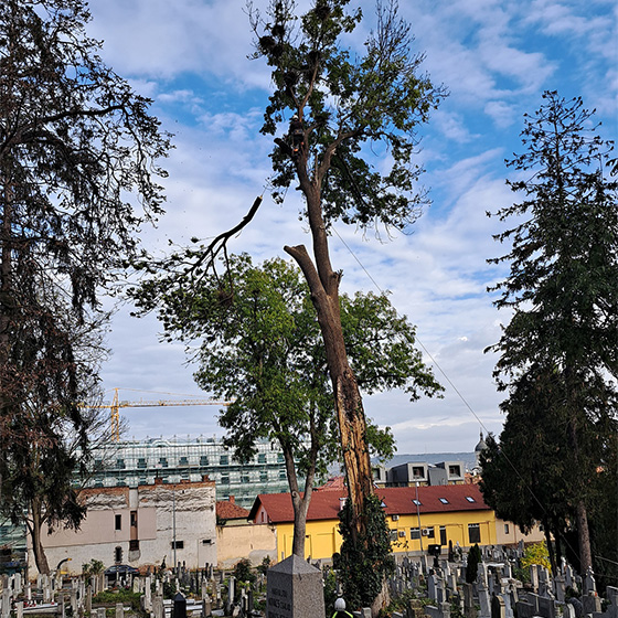 Arborist. Doborari arbori.