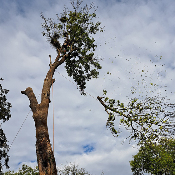 Arborist. Doborari arbori.