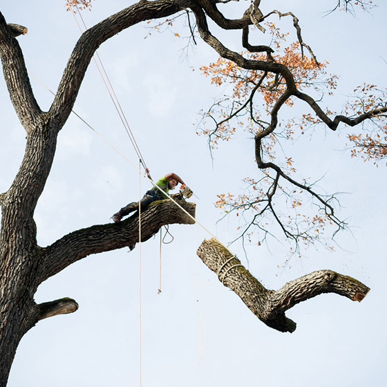 Arborist. Doborari arbori.