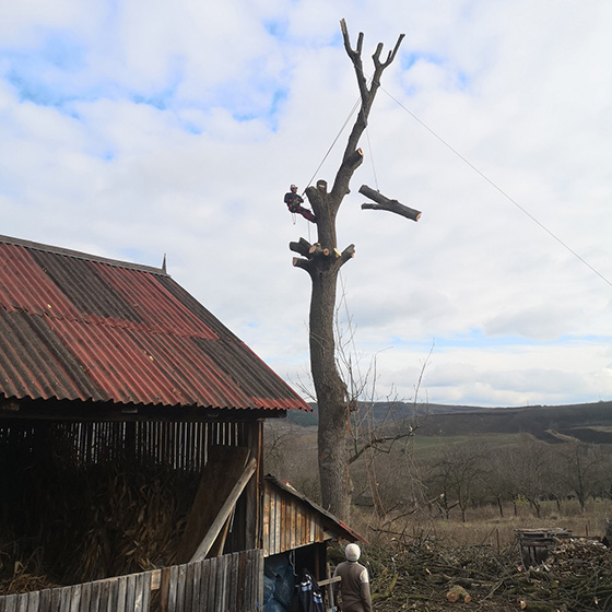 Arborist. Doborari arbori.
