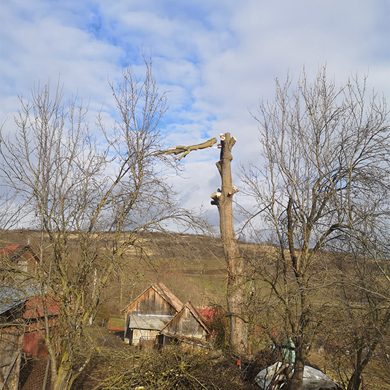 Arborist. Doborari arbori.