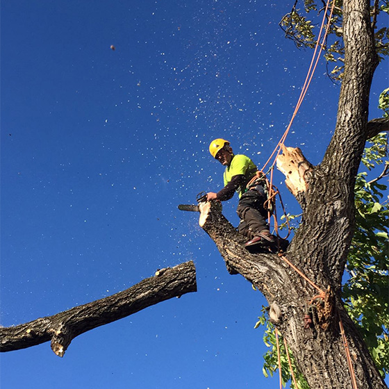 Arborist. Doborari arbori.