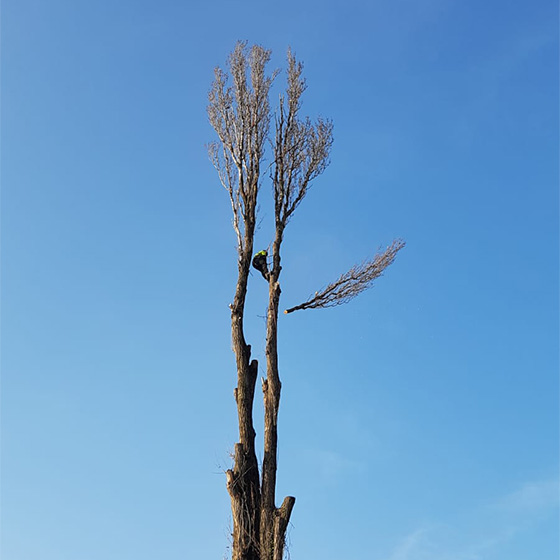 Arborist. Doborari arbori.