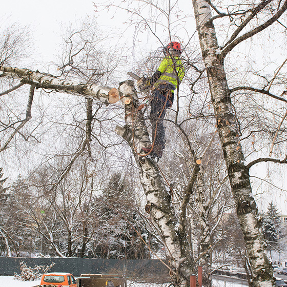 Arborist. Doborari arbori.