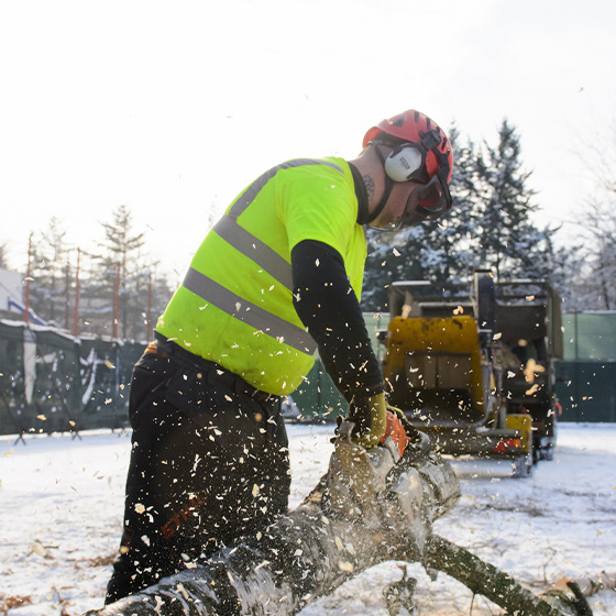 Arborist. Doborari arbori.