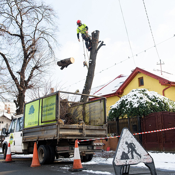 Arborist. Doborari arbori.