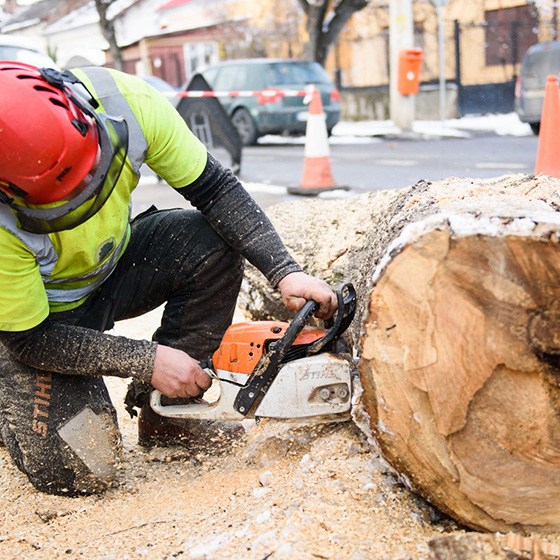 Arborist. Doborari arbori.