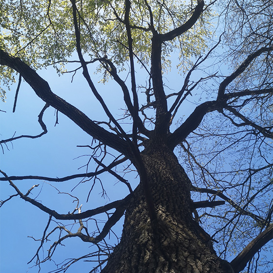 Arborist. Reciclare. Lemn recuperat.