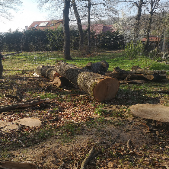 Arborist. Reciclare. Lemn recuperat.