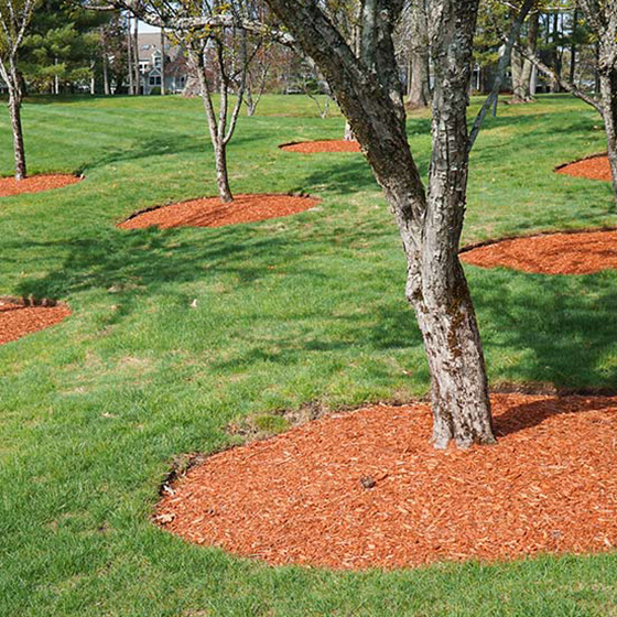 Arborist. Reciclare. Tocatura lemn.