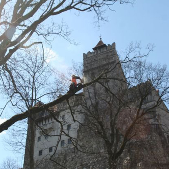 Arborist. Taieri in coroana la arbori arbori.
