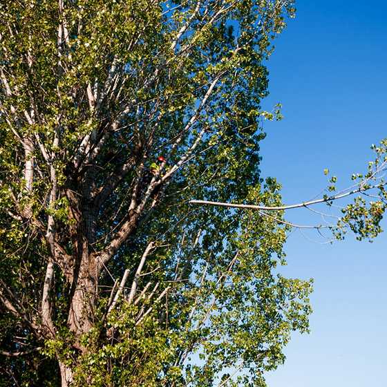 Arborist. Taieri in coroana la arbori arbori.