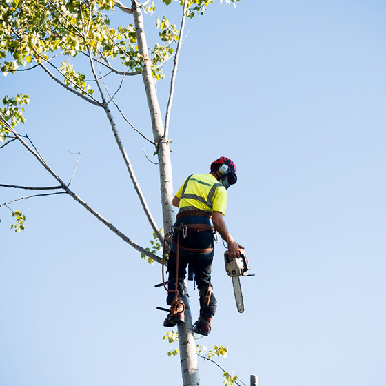 Arborist. Taieri in coroana la arbori arbori.
