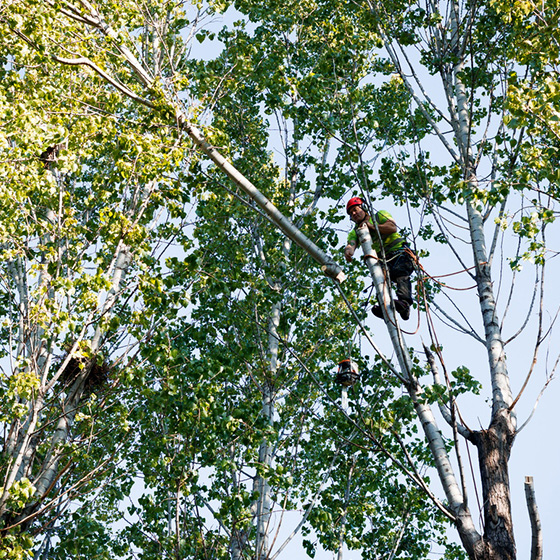 Arborist. Taieri in coroana la arbori arbori.