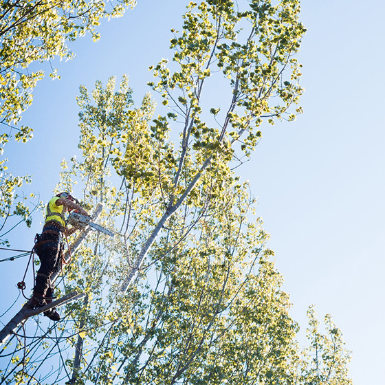 Arborist. Taieri in coroana la arbori arbori.