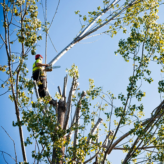 Arborist. Taieri in coroana la arbori arbori.