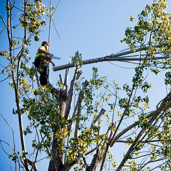 Arborist. Taieri in coroana la arbori arbori.