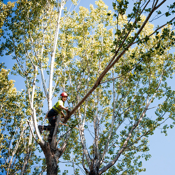 Arborist. Taieri in coroana la arbori arbori.