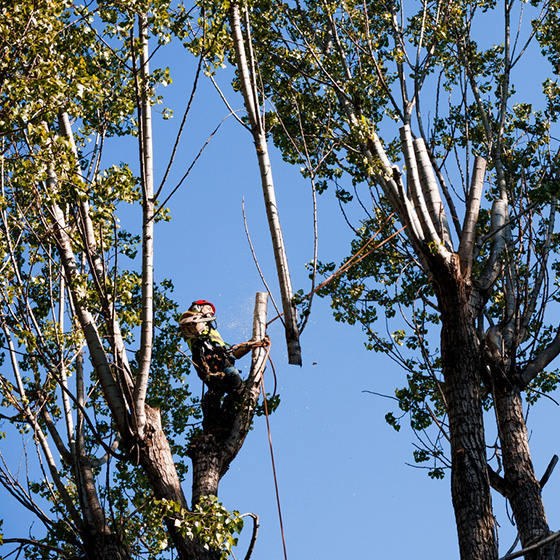 Arborist. Taieri in coroana la arbori arbori.