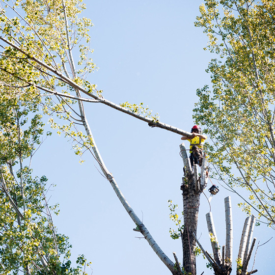 Arborist. Taieri in coroana la arbori arbori.