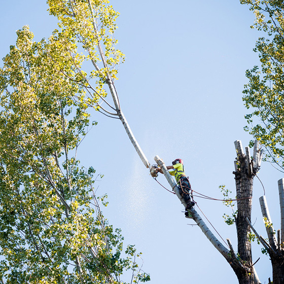 Arborist. Taieri in coroana la arbori arbori.