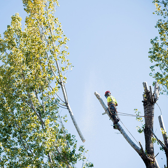 Arborist. Taieri in coroana la arbori arbori.