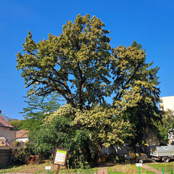 Arborist. Taieri in coroana la arbori arbori.