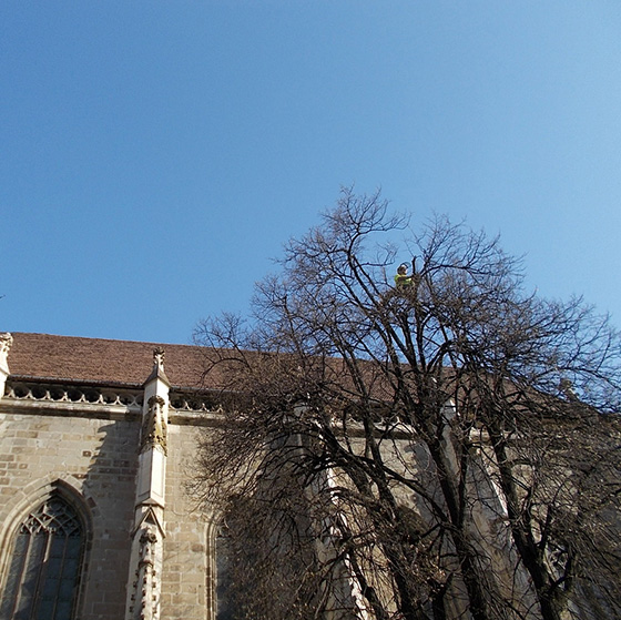 Arborist. Taieri in coroana la arbori arbori.