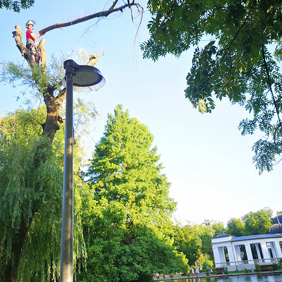 Arborist. Taieri in coroana la arbori arbori.