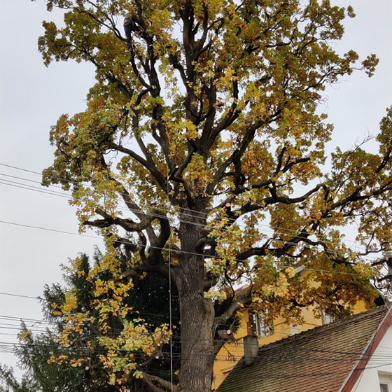 Arborist. Taieri in coroana la arbori arbori.