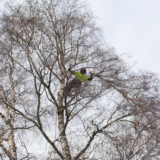 Arborist. Taieri in coroana la arbori arbori.