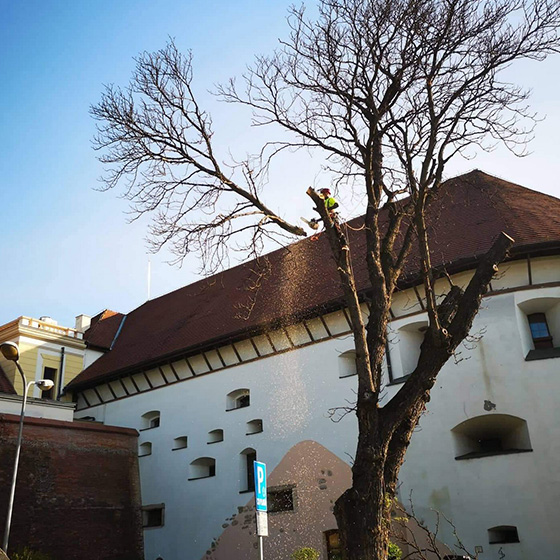 Arborist. Taieri in coroana la arbori arbori.