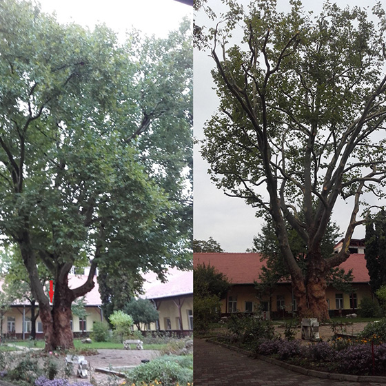 Arborist. Taieri in coroana la arbori arbori.