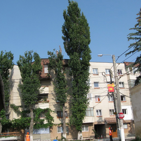 Arborist. Taieri in coroana la arbori arbori.